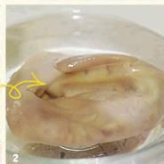 以耳识人——辣炒耳丝的做法