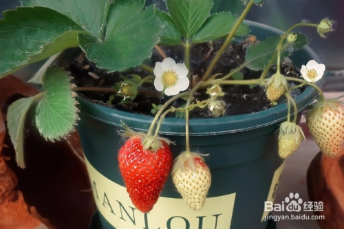草莓怎么种植图片