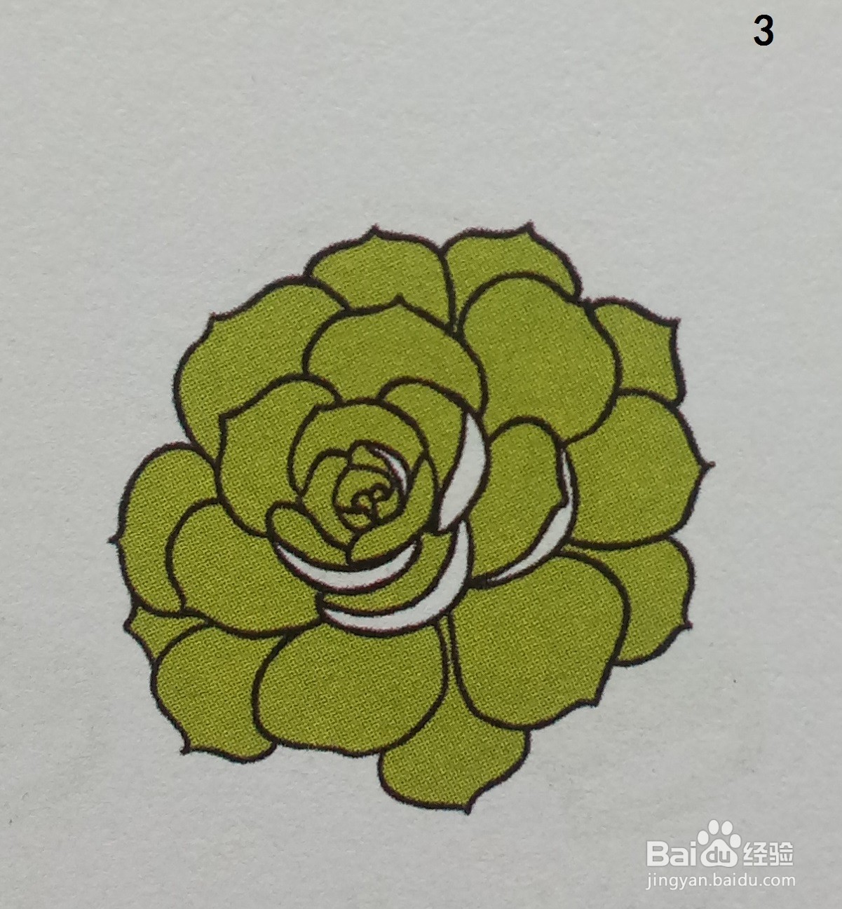 利用黄绿色画山地玫瑰的简笔画