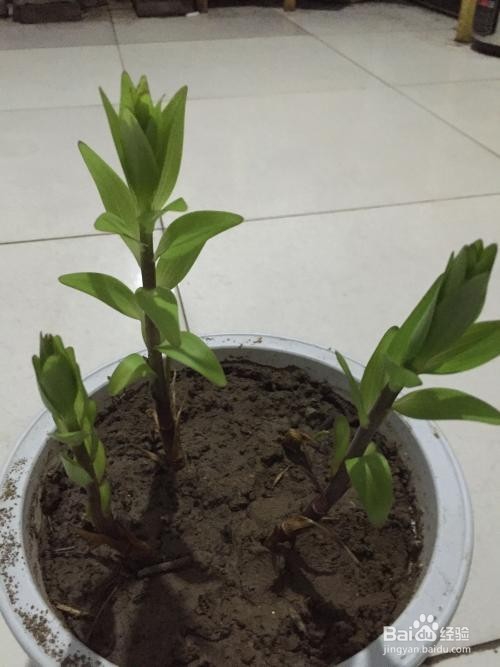 如何种植百合花