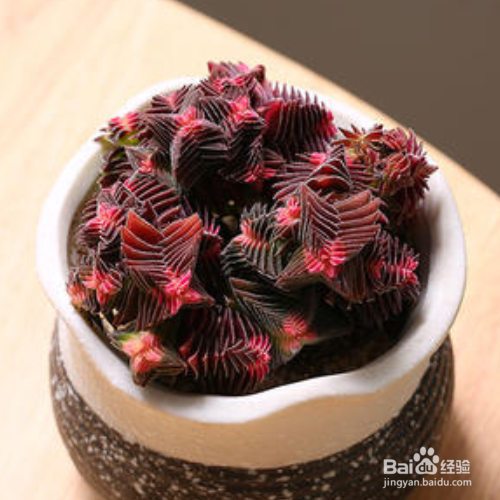 茜之塔烂根怎么办