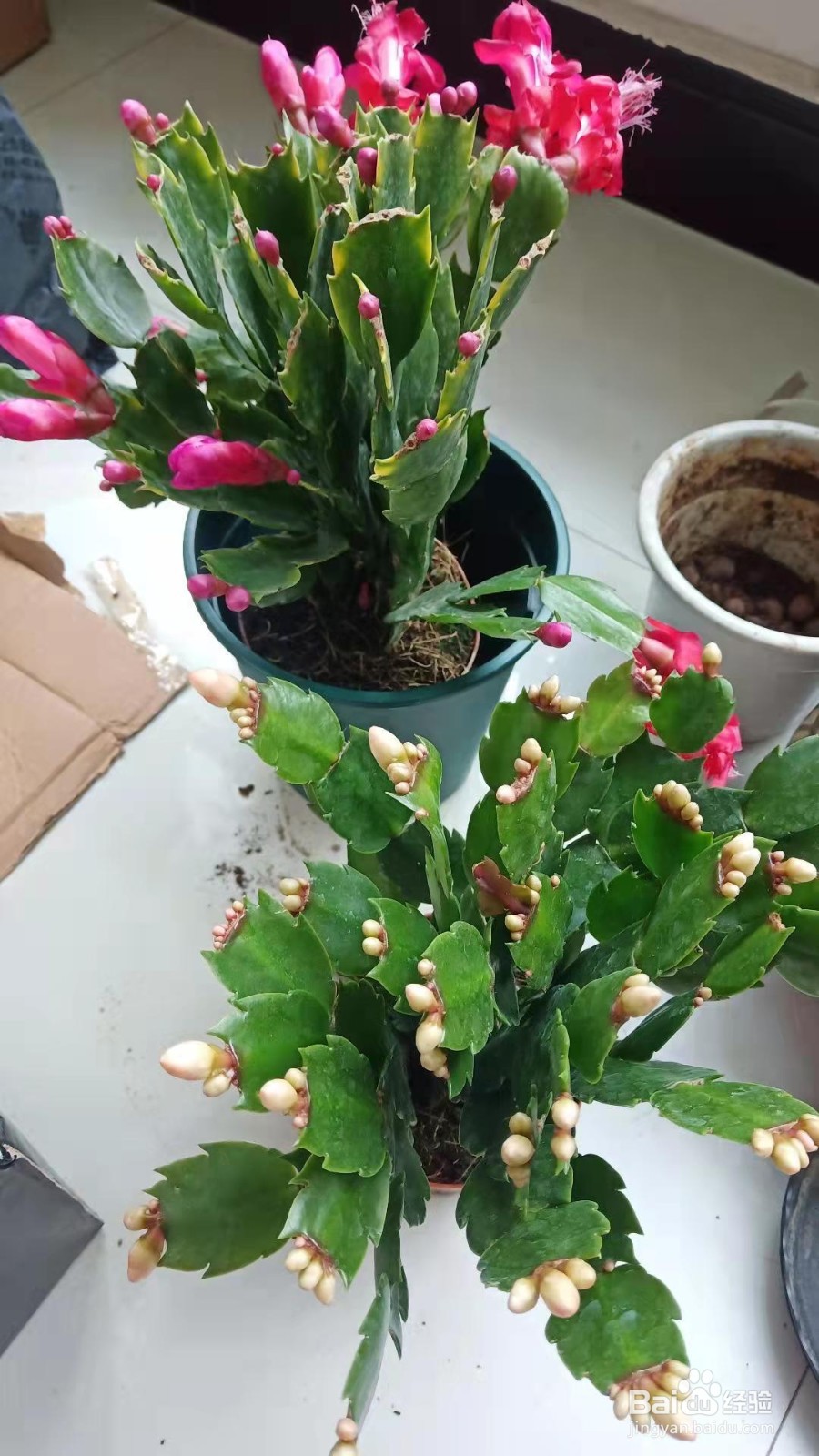 蟹瓜兰花期怎么养护