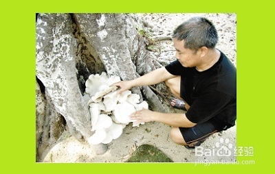 哪些地方可以采到野生平菇