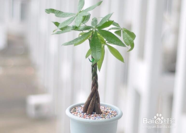 发财树怎么养 发财树的养殖方法和注意事项