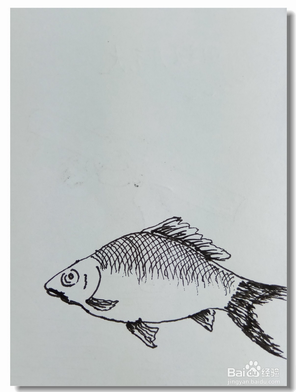 怎样画钢笔画“鲫鱼