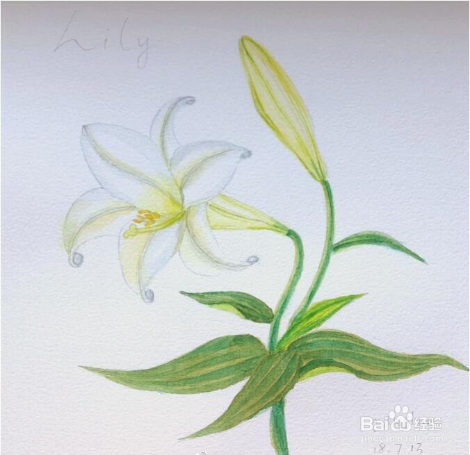 简单的水彩画教程，水彩画百合花步骤图解