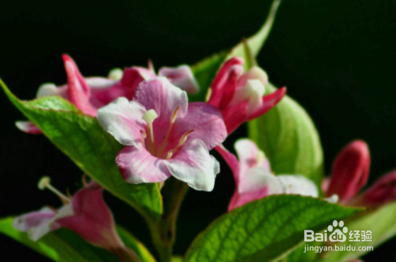 五彩锦带的养殖方法和注意事项