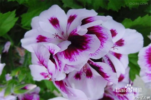 天竺葵的养殖方法和注意事项