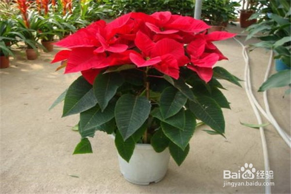 蟹爪兰的养殖和注意事项有什么？