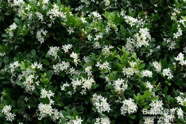 九里香的养殖方法和注意事项有什么？