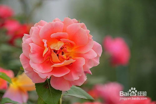 月季花烂根怎么办