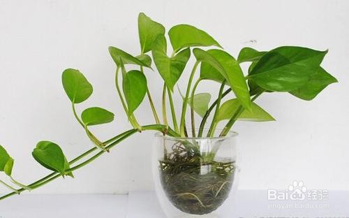 绿萝的养殖注意有什么