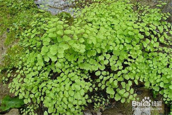 铁线蕨的养殖方法和注意事项有什么?