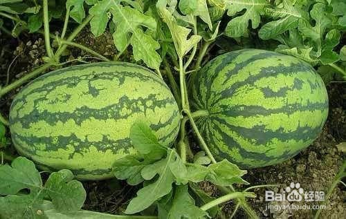 绥化市特产及特色小吃