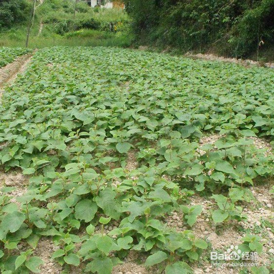 猕猴桃幼苗怎么分雌雄