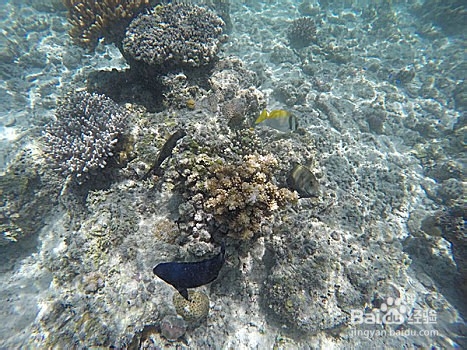 潜水运动有哪些不宜人群