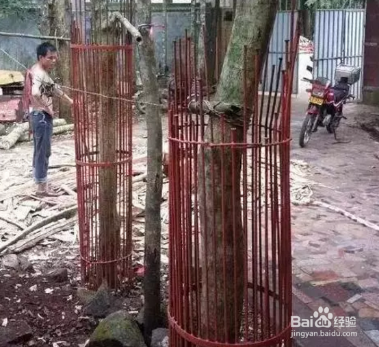 都说海黄近乎灭绝，海南黄花梨手串原料的秘密