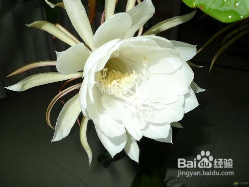 怎样养好昙花?