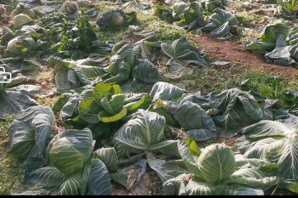 酸菜粉丝羊肉煲