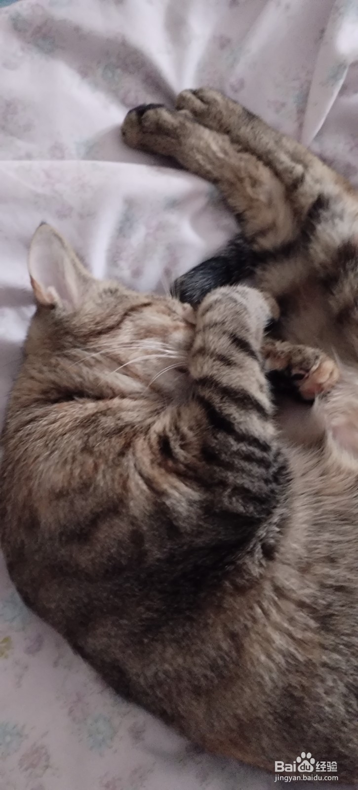 宠物-如何把猫咪养好，让猫咪更喜欢主人