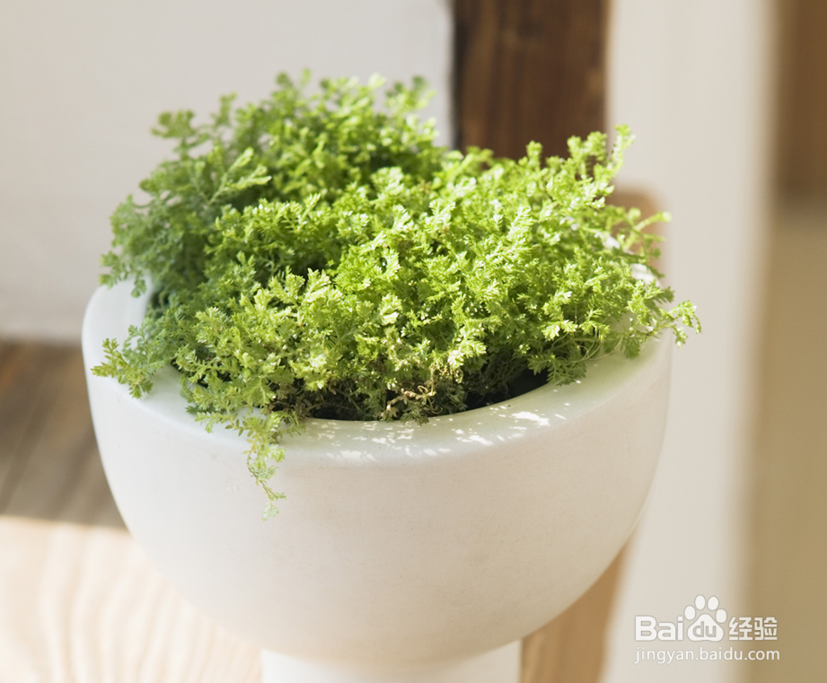 室内放哪些植物好