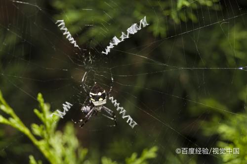 蜘蛛是益虫还是害虫 百度经验