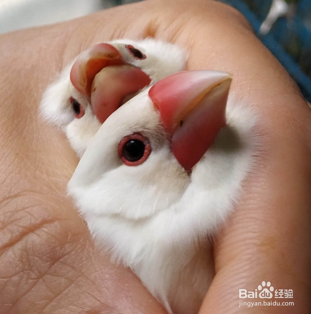 过年期间不在家,宠物鸟怎么办?