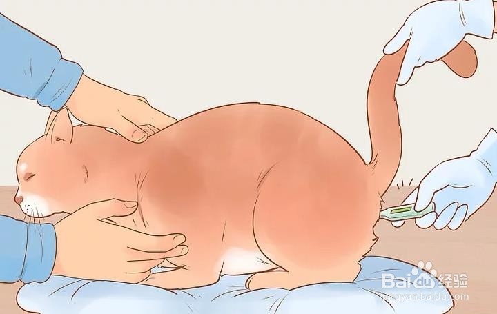 如何判断猫是否生病