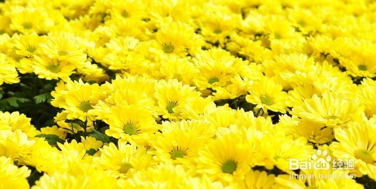 选茶时应该注意的细节