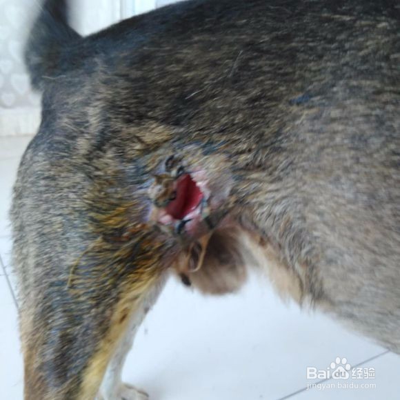 如何自治被狗咬伤的狗狗