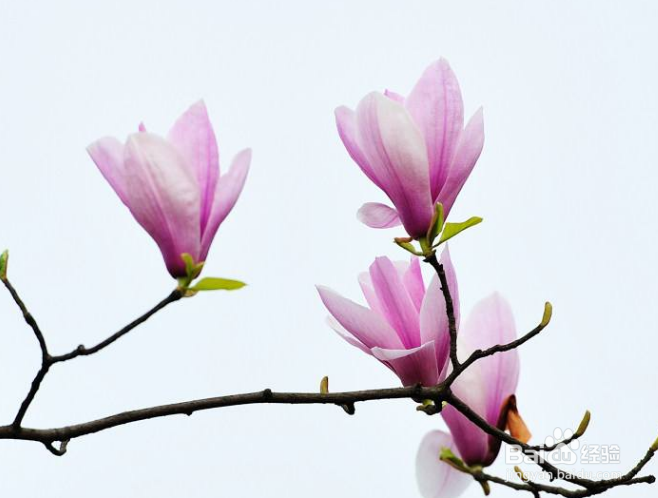 玉兰花有什麽特征和特性?