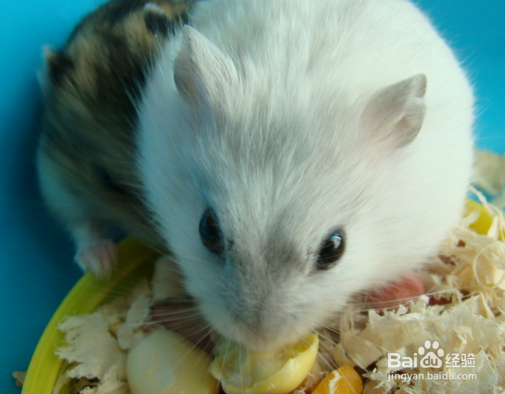养仓鼠为什么比养猫好？仓鼠有老鼠那么讨厌吗