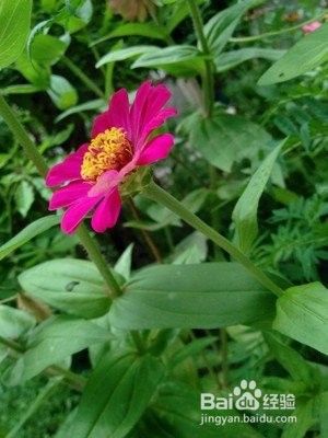 植物拉丁学名怎么命名 百度经验