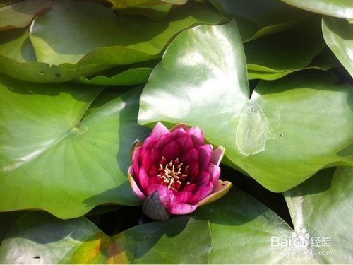 怎么种植睡莲