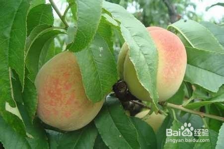 驱除蟑螂有哪些妙招