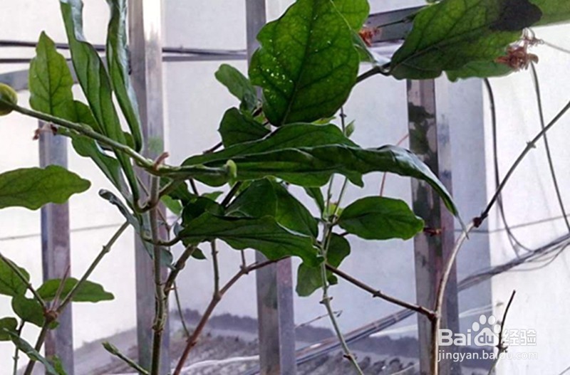 怎样用手机拍好逆光照片？