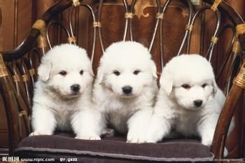 咖啡的11个独特用处