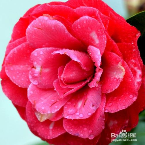 宁波市花为什么是茶花