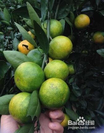 饭前吃啥能防醉酒？