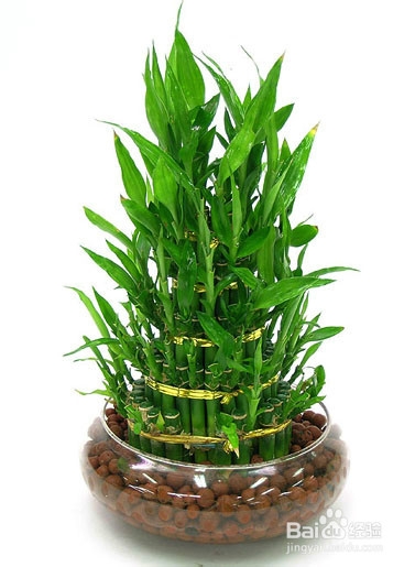 冬天怎样养富贵竹