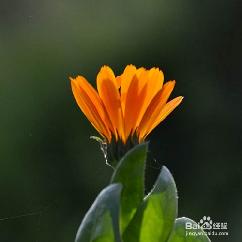 太阳花只有花苞不开花