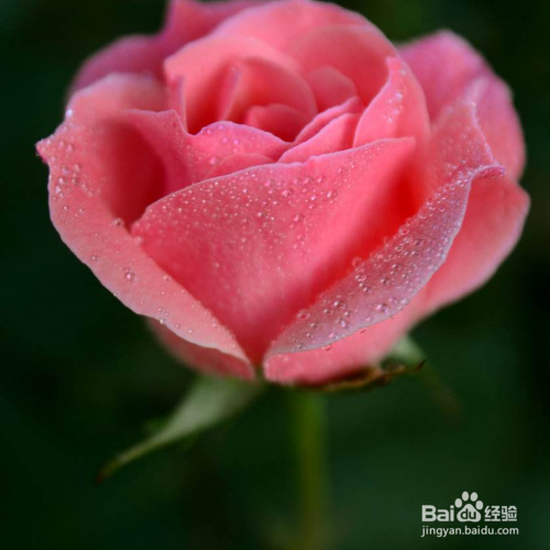 花长了白色的虫子怎么办