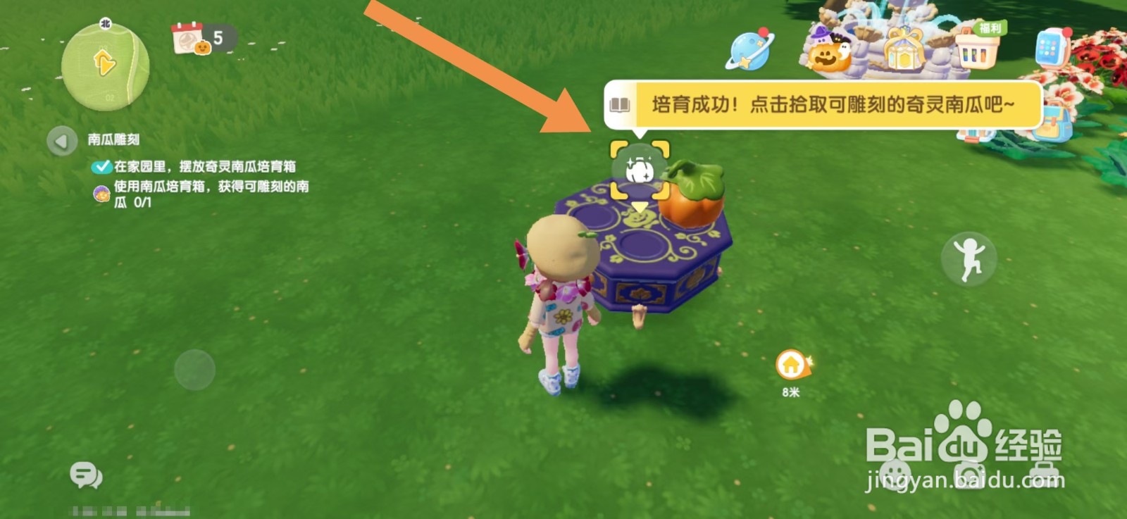 心动小镇怎么种植南瓜