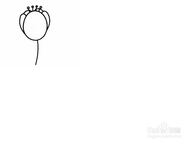画郁金香的步骤