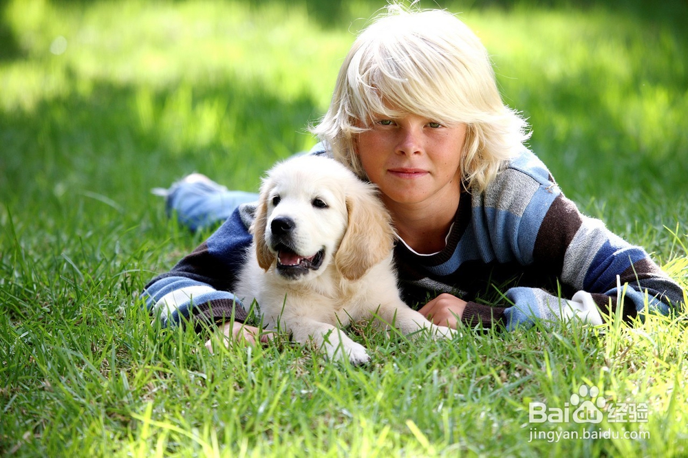 如何养好金毛幼犬