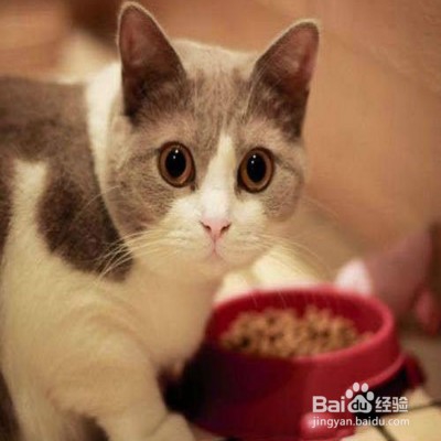猫咪春季感冒怎么办