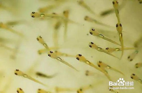 刚出生的小鱼仔怎么养活