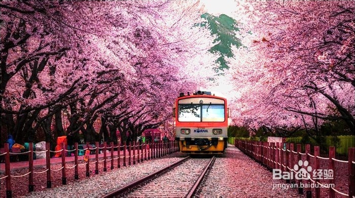 <b>浪漫樱花季，台湾、中国、日本三地赏樱大不同</b>
