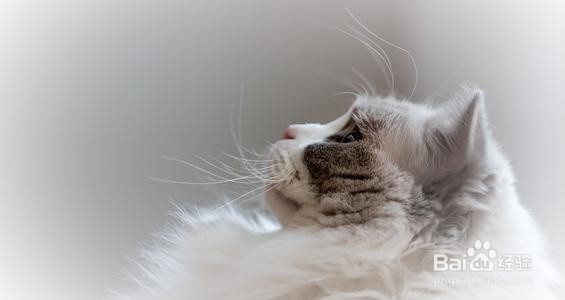 布偶猫为什么不能养,到底应该怎么养-千亿宠物