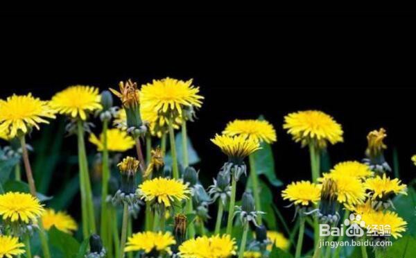 蒲公英播种的方法